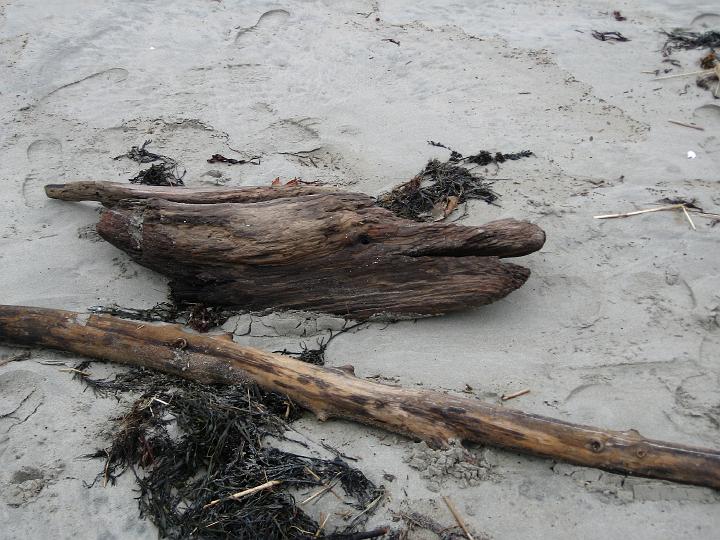 IMG_0808.JPG - Driftwood (looks like Filpper)