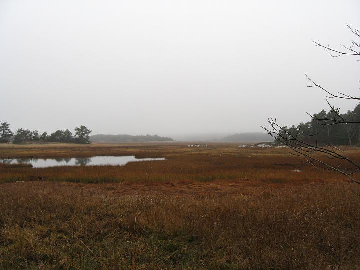 IMG_0810.JPG - Foggy marsh