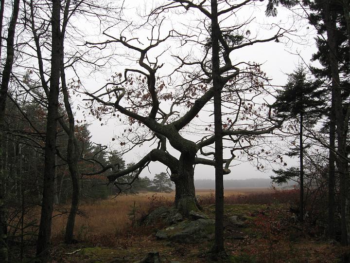 IMG_0813.JPG - Old Oak