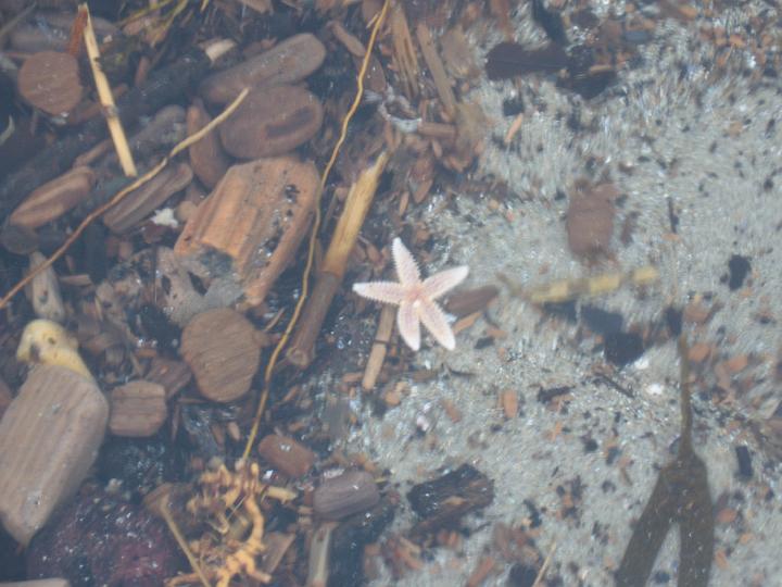 IMG_0879.JPG - Starfish in a tidepool