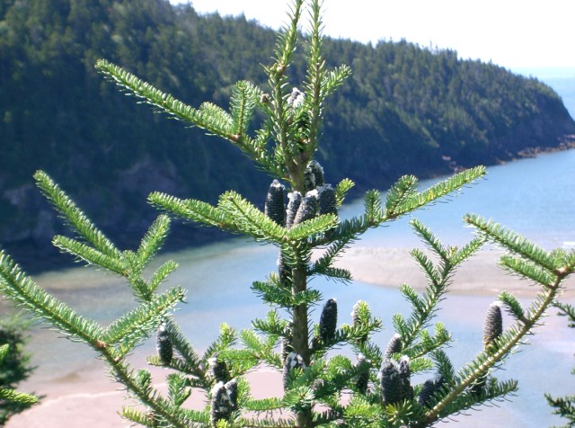 CIMG1078FundyPine