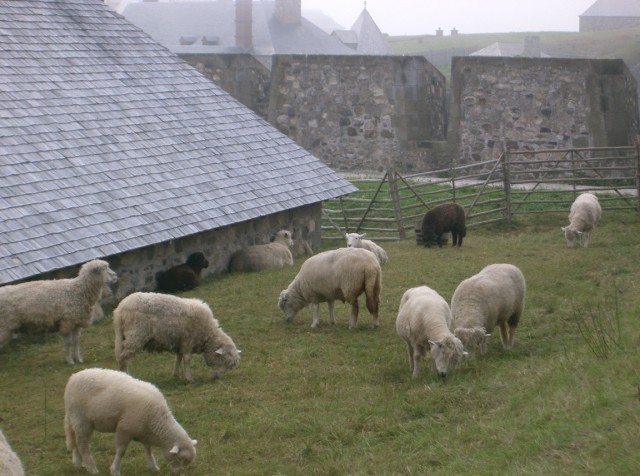 CIMG1139LBSheep