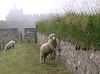 CIMG1140LBTallSheep_mini.jpg