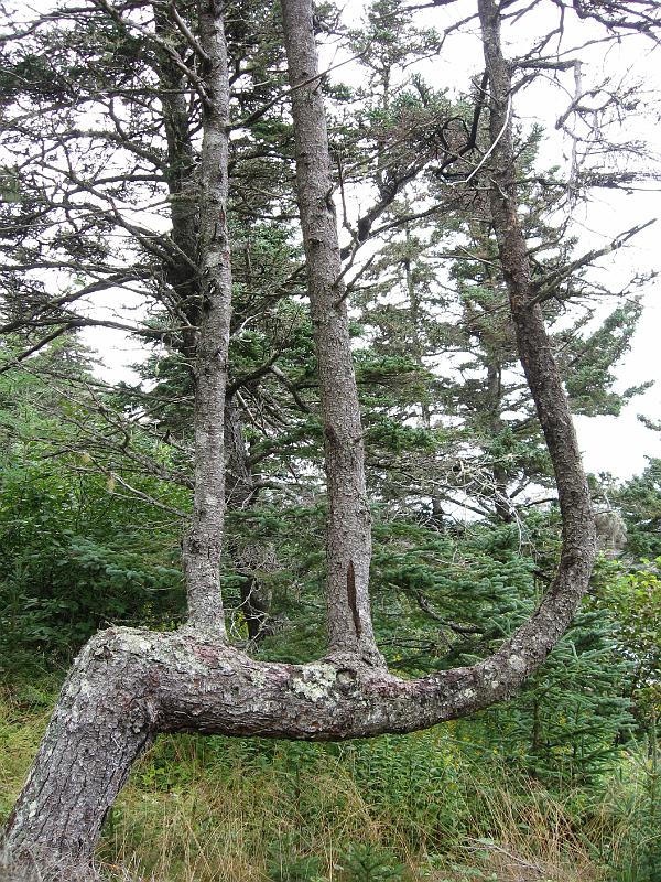 093.JPG - Interesting tree near the Flock of Sheep