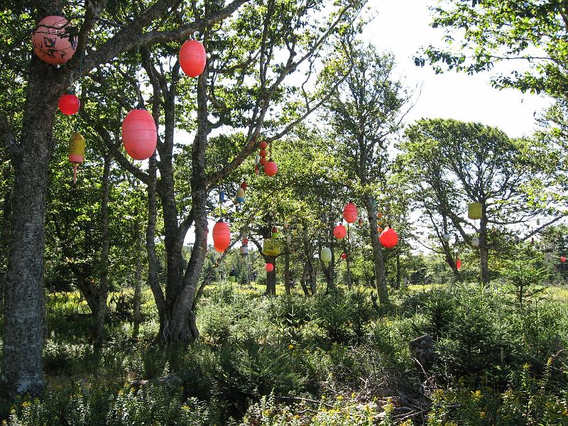 138.JPG - bouy trees behind a nearby cabin