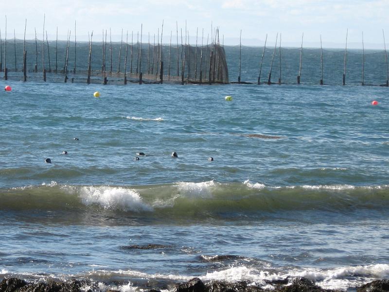 155.JPG - Seals watching us