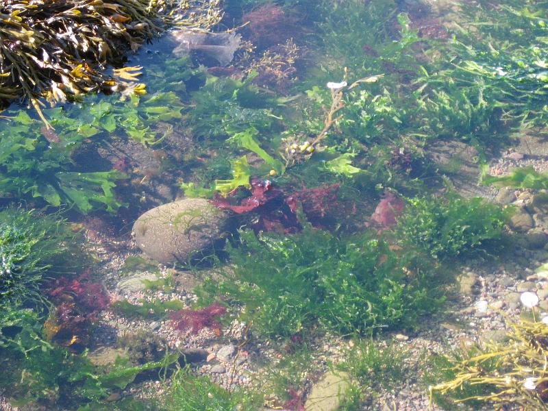 168.JPG - Tidepool