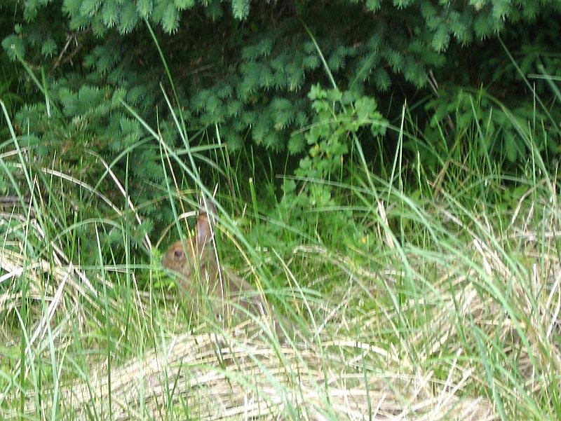 IMG_1353.JPG - Bunny in the grass