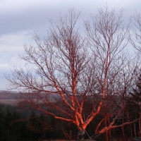 Birch